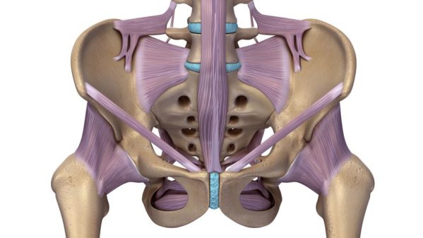 hip anatomy with ligaments