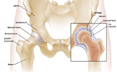 illustration of hip anatomy