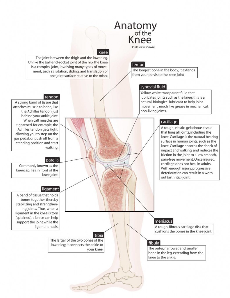 chart with descriptions of knee anatomy